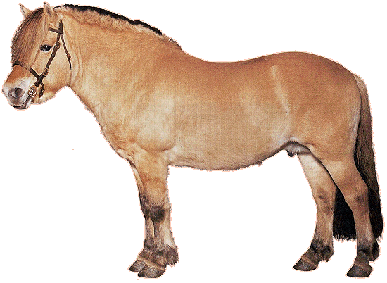 fjodského koně tělo