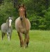 mustang-horses-13